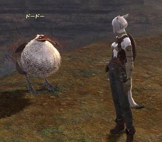 dodo-teki001.jpg